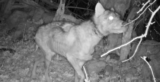 Denuncian la presencia de lobos con restos de trampas enganchados al cuello en Asturias