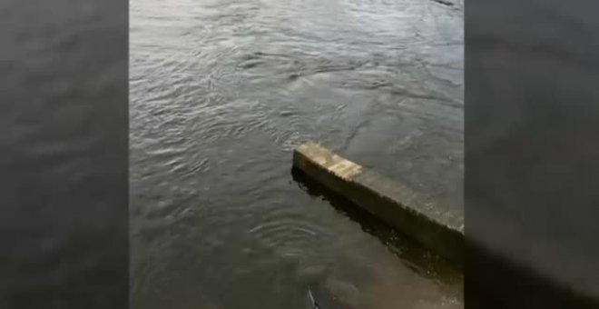 Rescatan a una ballena varada en el río Támesis