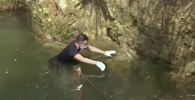 Voluntarios rescatan decenas de tortugas en Hong Kong ante la creencia budista de que liberar galápogos trae buena fortuna