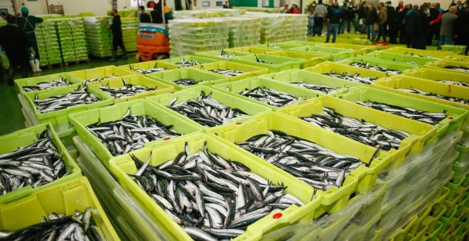 Las conserveras avisan de que "peligra" la supervivencia de la anchoa en Cantabria