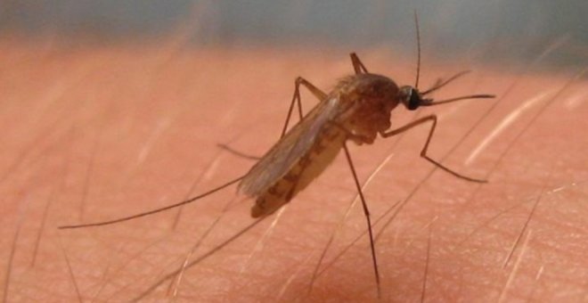 España registró un aumento de casos del virus del Nilo en 2020 "sin precedentes" con 77 personas contagiadas