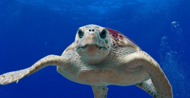 Las tortugas 'plastificadas' del Mediterráneo: hasta en sus músculos