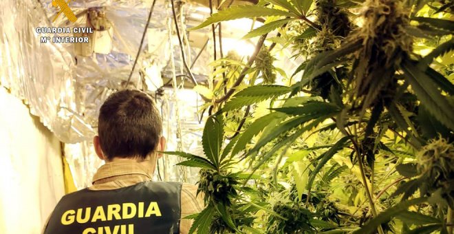 Detenido un hombre de 64 años por cultivar marihuana en una casa de Potes