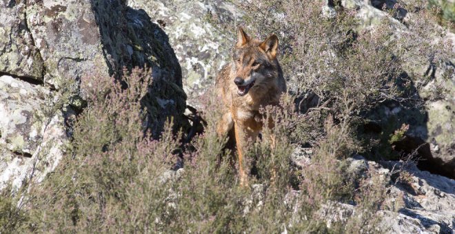 La caza del lobo quedará prohibida en toda España antes del 25 de septiembre