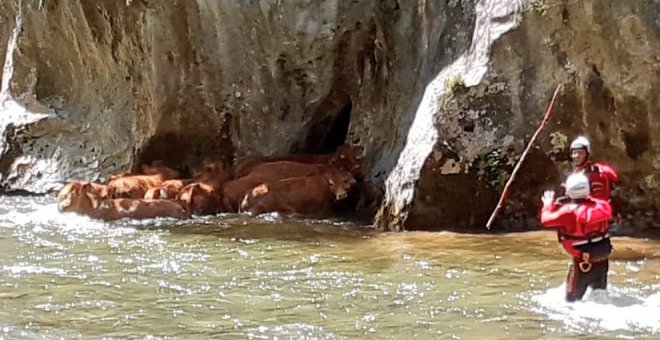Rescatados nueve terneros que habían quedado atrapados en el Deva