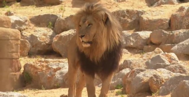 El Zoo de Barcelona testa con PCR a sus animales después del positivo de cuatro leones