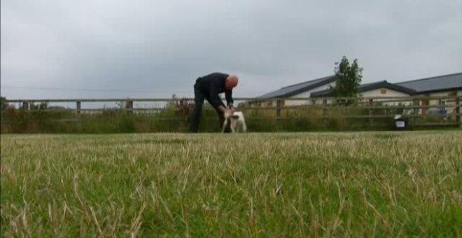 Reino Unido entrena perros con calcetines usados por personas infectadas de COVID