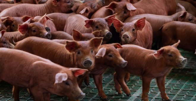 L’escorxador de Mercavalència expulsa els xicotets ramaders locals per poder exportar a la Xina