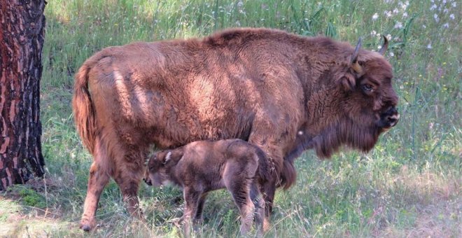 El primer ternero de bisonte europeo nacido en Andalucía corretea por Jaén