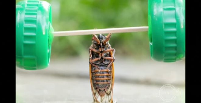 Cigarras como modelos de fotografía