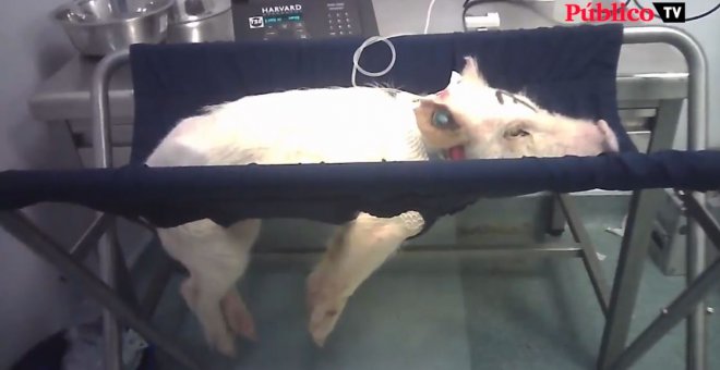 52 días después de destaparse el escándalo de Vivotecnia, los animales siguen dentro del laboratorio en el que se les torturaba