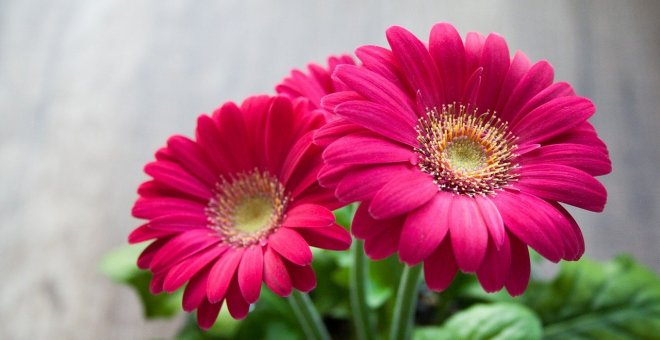 6 flores silvestres fáciles de cultivar en casa