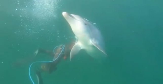 El delfín "Manoliño" pone en peligro la integridad física de los mariscadores de la ría de Noia