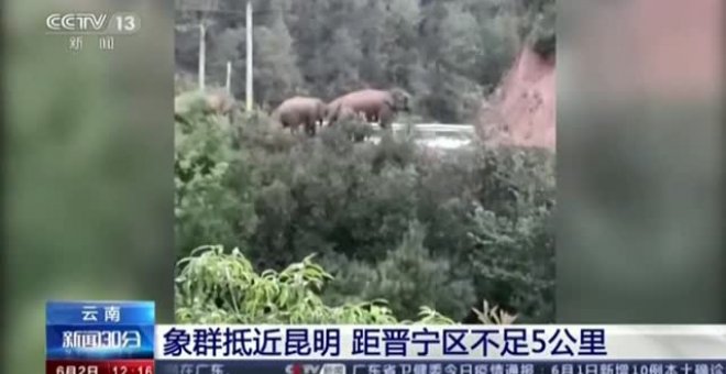 ¿De qué huyen estos elefantes asiáticos?