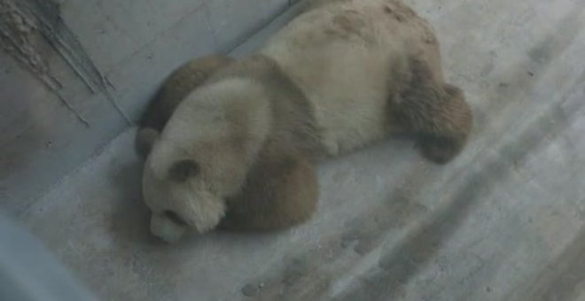 Qizai, el único oso panda gigante en cautividad del que depende su especie