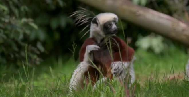 Un par de lémures "danzantes" llegan al zoológico de Chester para entrar en un programa de cría de conservacion de primates raros