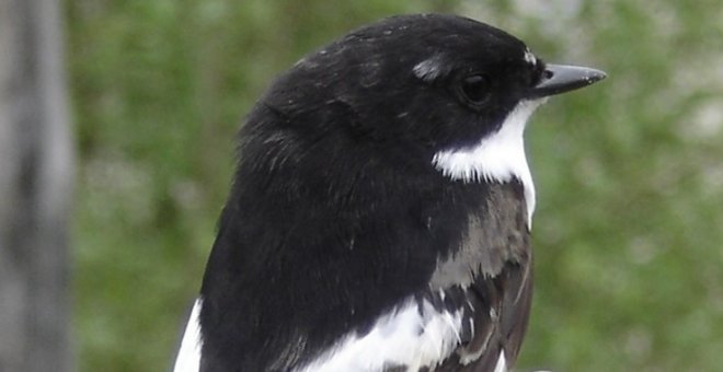 Papamoscas Cerrojillo. Prismáticos para buscar-observar aves