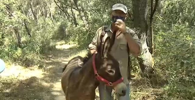 Reeducan en Huelva a un burrito que se cree un perro tras ser acogido de la calle