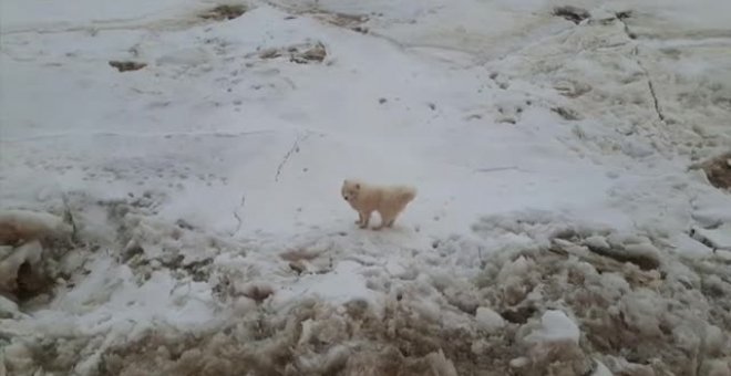 Perro rescatado por un rompehielos