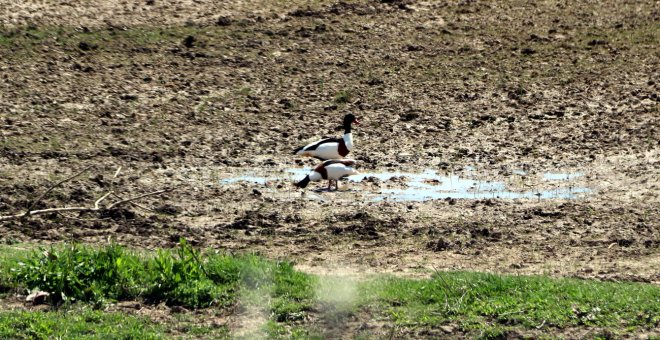 La desaparició d'espècies d'aus s'ha accelerat al Delta del Llobregat amb l'ampliació de l'aeroport de 2002