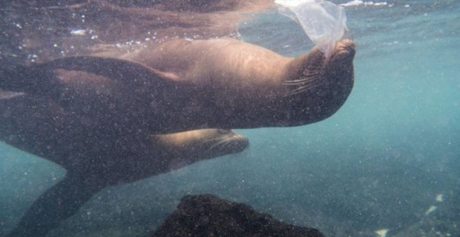 Leones marinos, tortugas e iguanas se topan ya con el plástico en las islas Galápagos