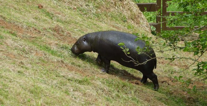 La hipopótama Moyamba llega al Parque de Cabárceno, que intentará aumentar pigmeos en cautividad