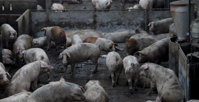 La campiña segoviana se levanta contra las macrogranjas: 1,2 millones de cerdos frente a 150.000 habitantes
