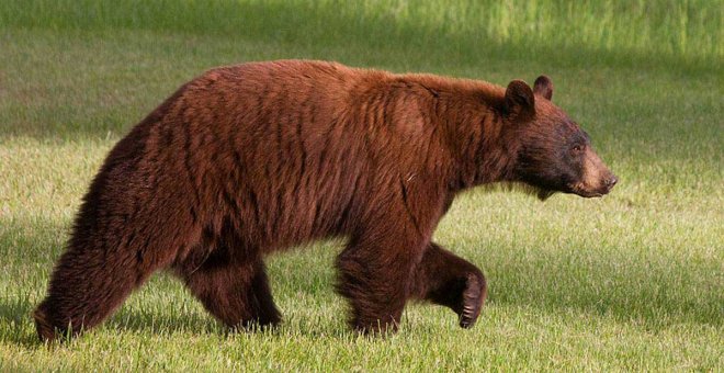 Cómo lograr la coexistencia pacífica entre osos y humanos