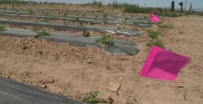 La sequía en el oeste de EEUU pone en jaque a los trabajadores del campo