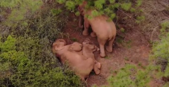 Entrañables imágenes de una elefante cuidando de su cría