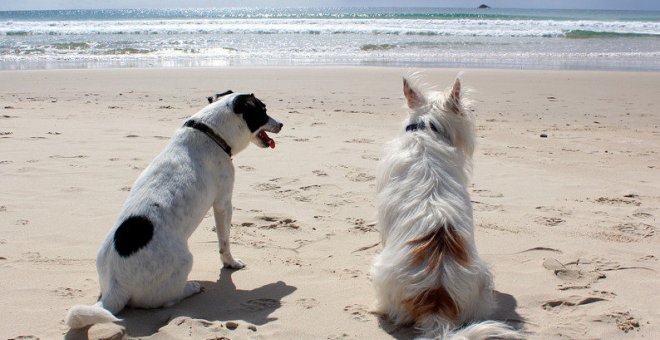 Descubre las playas cántabras para pasear con nuestros perros este verano