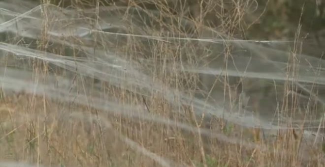 Invasión de telas de araña en Australia