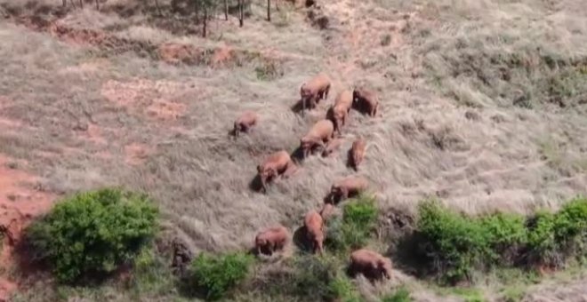 La manada de elefantes china sigue su periplo con más de 500 km a sus espaldas