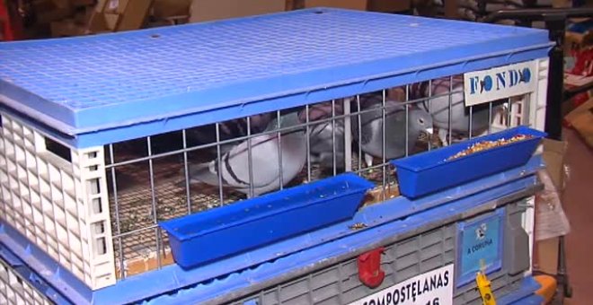 Decenas de palomas mensajeras desorientadas llegan a Galicia por error por los efectos del temporal