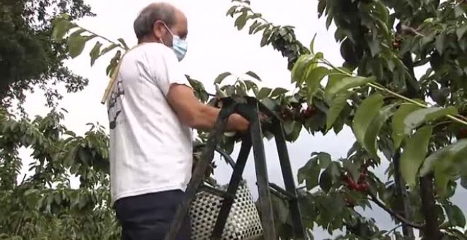 Arranca la campaña de recogida de cereza en las laderas del valle del Jerte