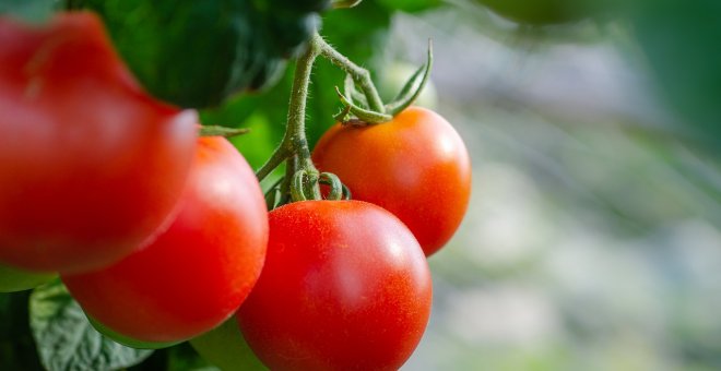 Cómo sembrar tomates en casa y no rendirte en el intento