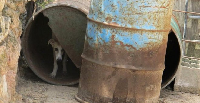 Encuentran a 55 perros de caza con numerosas infecciones y parásitos en una finca de Guadalajara
