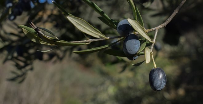 Mitologías españolas: el aceite