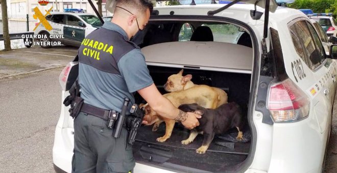 Investigado en Cantabria por robar 12 perros valorados en 21.000 euros