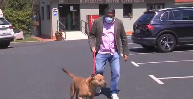 El perro que atacó a la niña en Ceutí iba sin correa, sin bozal y sin vacuna contra la rabia