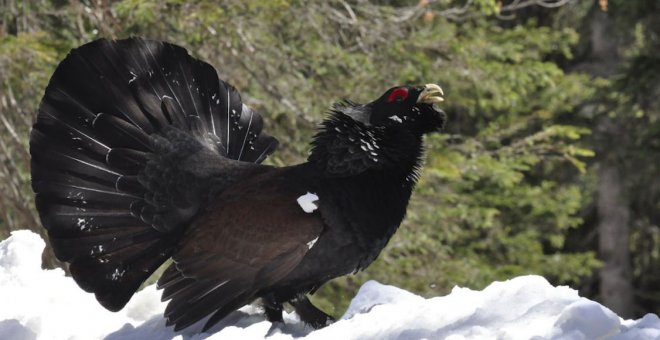 Salvemos al urogallo cantábrico, quedan menos de 300