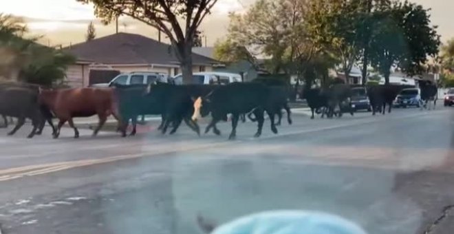 Una conductora se encuentra con una estampida de vacas por las calles de Los Ángeles