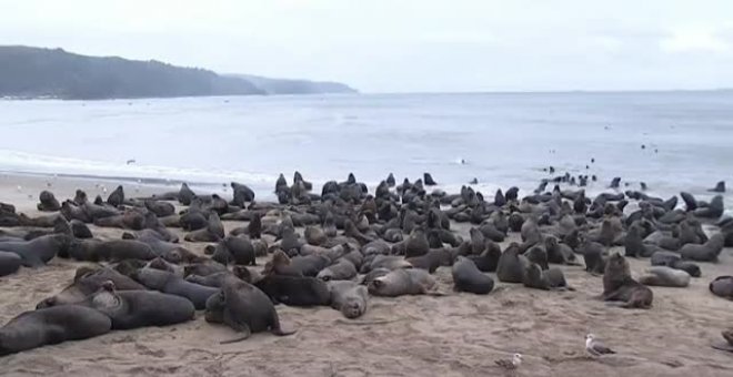 Más de 300 leones marinos invaden una de las playas de la ciudad chilena de Tomé