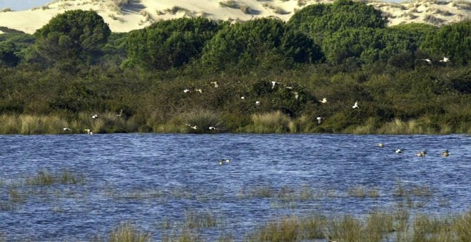 Ecologismo de emergencia - Doñana, otra vez