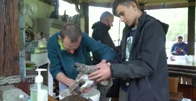 Tatuajes para evitar la caza furtiva de halcones en Siberia