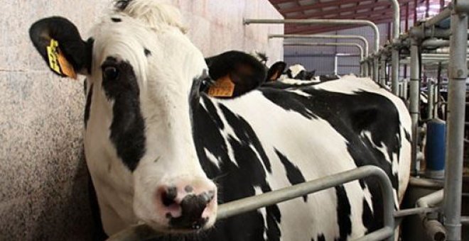 AIGAS Cantabria alerta del "riesgo de desaparición" del sector lácteo y pide "medidas urgentes"