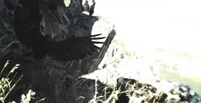 Investigado en Almagro por poner en peligro la vida de una cría de águila real, catalogada como especie protegida