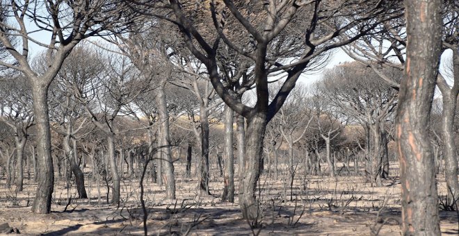 Los restos forestales de Filomena y las altas temperaturas amenazan con un verano de incendios