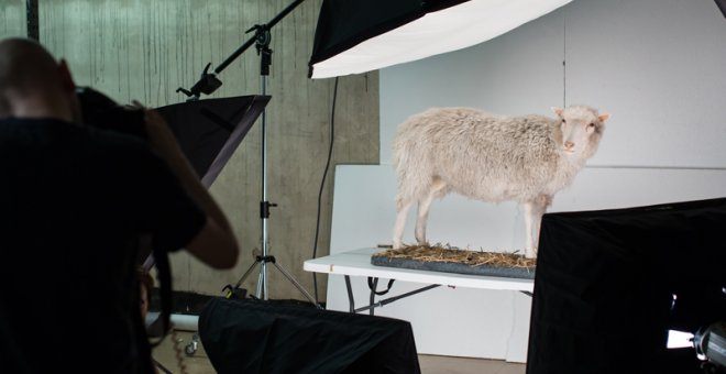 25 años del nacimiento de la oveja Dolly, el primer mamífero clonado