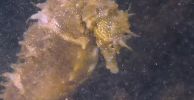 La cuenta atrás de una colonia de caballitos de mar en Grecia